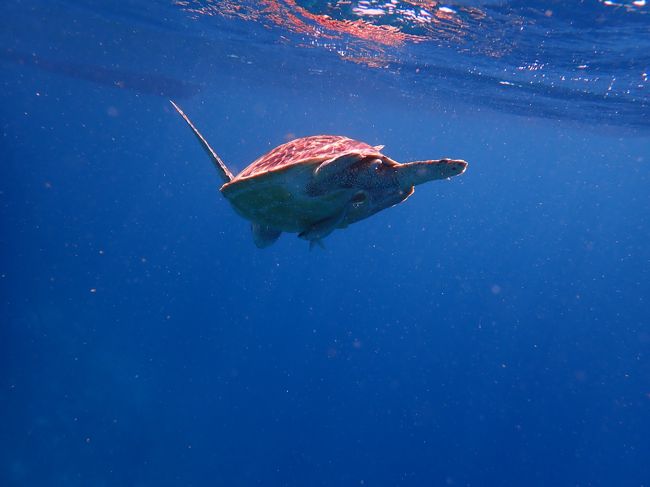 母上と妹様は例のごとくいない(笑)
