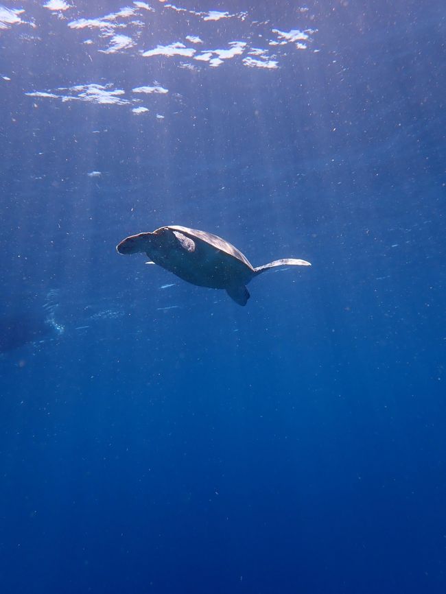 カメちゃんが呼吸しに来た時に