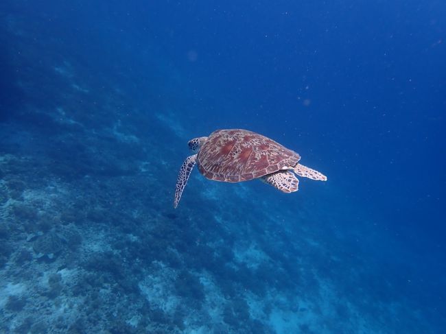 母上を探すも見当たらない。