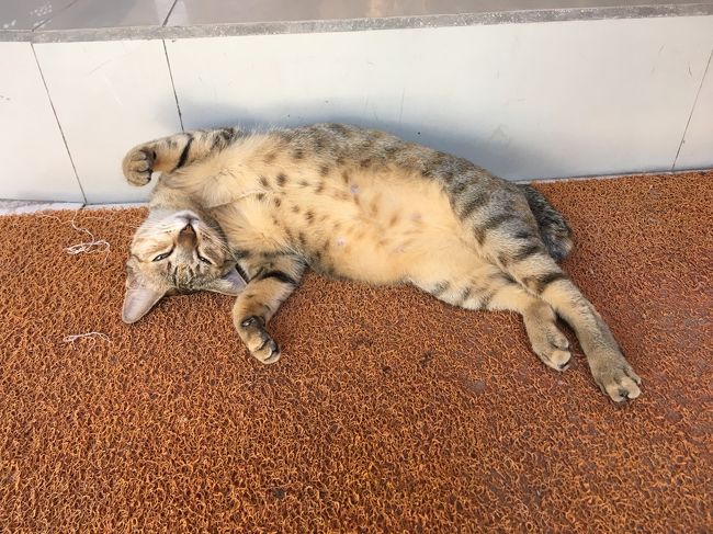 帰りもかわいいにゃんこに。