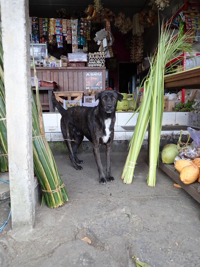 かわいいわんこに遭遇。