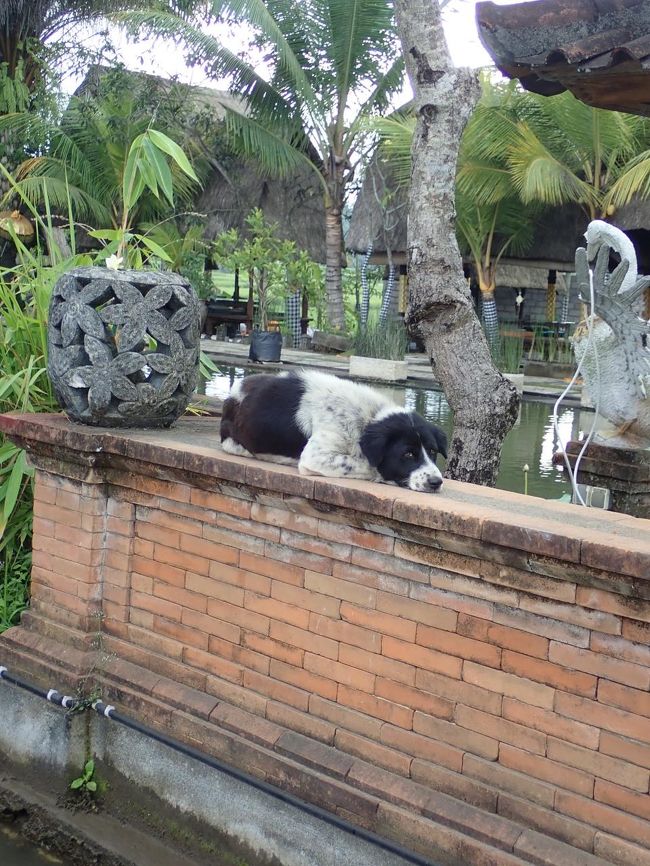 この後、このわんこにもワンワンされ。。。