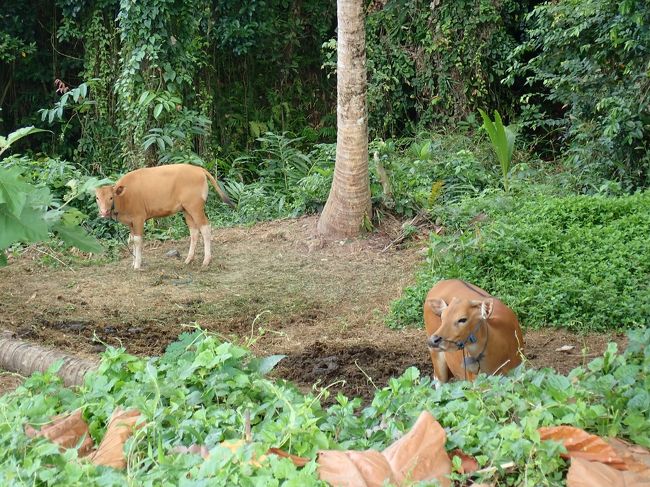 途中ウシさんを発見。
