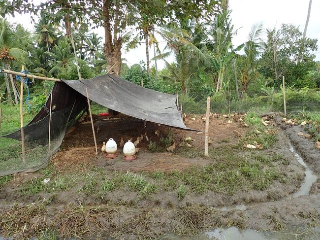 そしてアヒルちゃん。