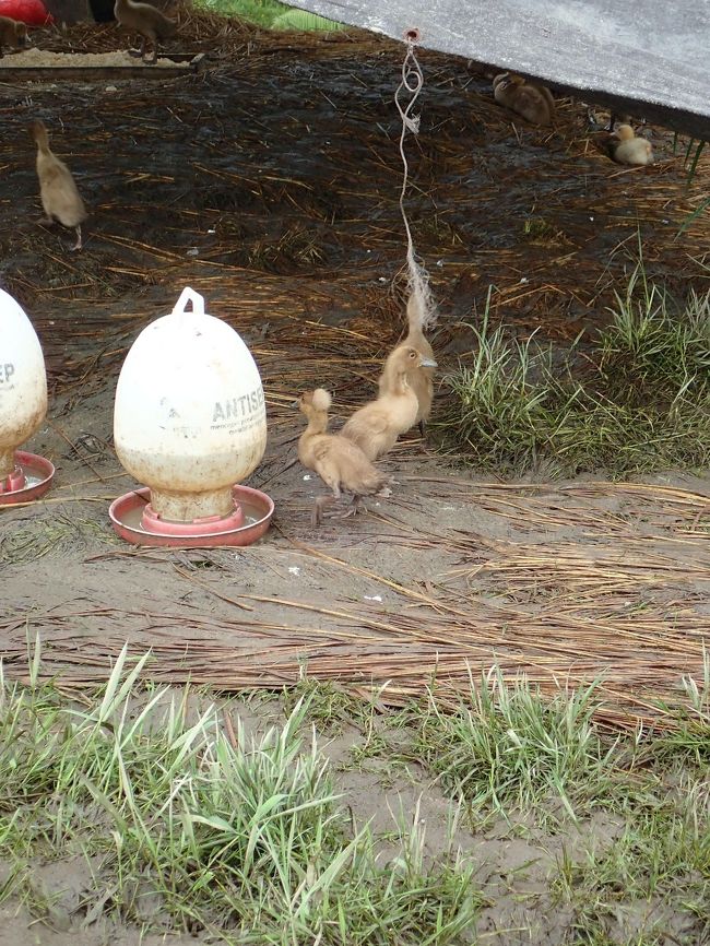 なんじゃ、このアヒルの頭はかわいい～。ここではアヒルを育ててる真っ只中