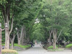 大宮駅で降り、外へ出てみると気温はそれほどでも？と思って歩いていると頭から滝のような汗が!!

頭から汗が出てくるってはじめての経験なのでびっくり。やっぱり暑いんだなぁと実感。水分を買って散歩に備えます。

まずは氷川神社へ。