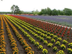 2日目◎富良野・ファーム富田
タダ並べて植えてあるだけですが、遠くから見ると壮観ですね。