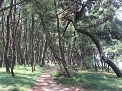 下山門駅から海に向かって徒歩５分ほど。
「生の松原」という松林に着きます。