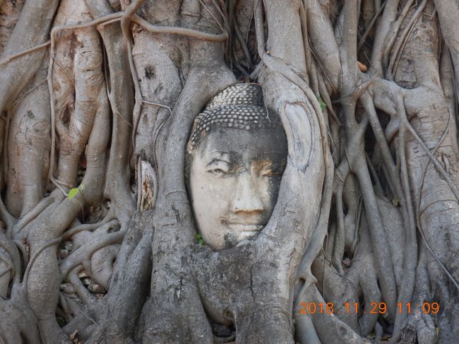 仏陀　仏頭　Buddha Head タイ　石仏 amazing THAILAND！ （27）木の根に覆われた仏頭があるワット