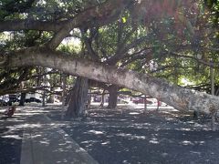 樹齢１４０年バニヤンツリー