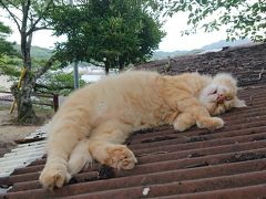 夏は暑いので昼寝してることが多い&#128164;