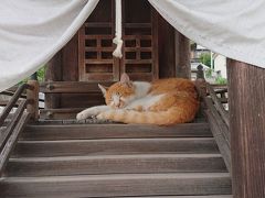 さくらカフェの猫
吉備津彦神社にある小さい社がお気に入りで昼寝してることがたまにあります