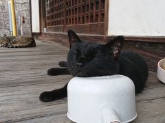 この黒猫は多分飼い猫(首輪あり)
以前は吉備津彦神社に向かう途中の階段辺りにいましたが、近頃はここがお気に入りのよう