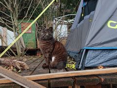 黒い野良猫
テントは現在ないです(笑)