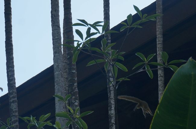 見上げると、木々には<br />リスさんがいっぱいいました。