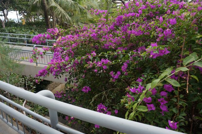 ホテル内をお散歩。<br />ブーゲンビリアの花が、とっても鮮やかでキレイです。