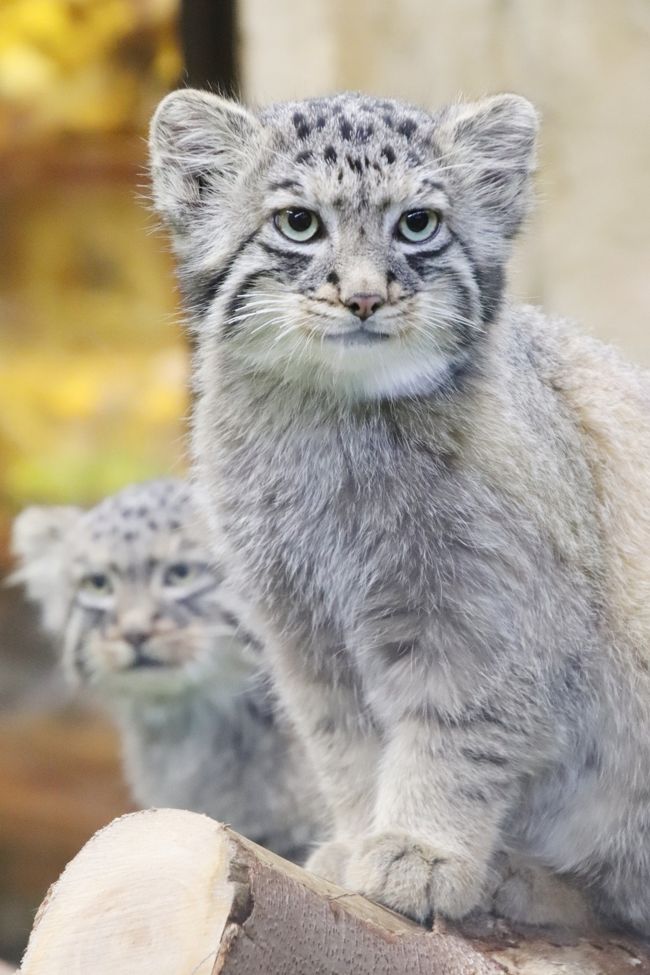 那須どうぶつ王国で猛暑を少しでも涼しく ２ 新 アジアの森 のレッサーパンダ ビントロング コツメカワウソ マヌルネコ 栄作 与作とマヌっ子 那須 栃木県 の旅行記 ブログ By まみさん フォートラベル