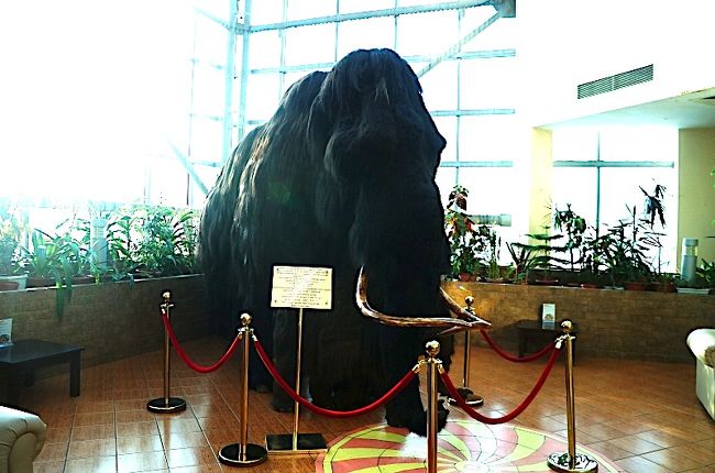 まだヤクーツクで最も有名な肝心な物が見れていません、、それはマンモス。ヤクーツクではマンモス博物館かヤロスラフスキーに展示されていますが、どちらも本日月曜日は休館で、見る事ができません。がっかりです。PolarStarホテルに戻るとガイドが見せたいものがあると言います。そのまま2階に行くと、そこにマンモスがいるではありませんか!これは感動の対面です。