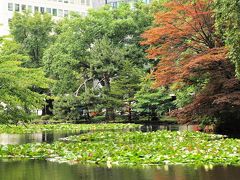 北海道庁旧本庁舎前の池
水蓮の花が咲いています。
