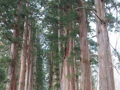 随神門の向こうには樹齢約400年を超える杉並木

この風景をあるきたくて、奥社まで来たんです