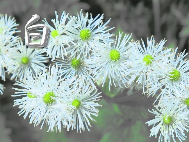 19夏 白馬の高山植物 その2 長野県の旅行記 ブログ By 琉球熱さん フォートラベル 19夏 白馬の高山植物 その2 長野県の旅行記 ブログ By 琉球熱さん フォートラベル