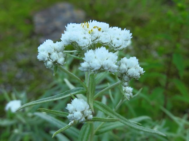 19夏 白馬の高山植物 その２ 長野県の旅行記 ブログ By 琉球熱さん フォートラベル