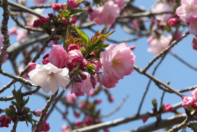 19春 山崎川の桜探訪 4 4月4日 4 染井吉野の古木 里桜 関山 雪柳 野鯉 かなえ橋 鶴舞 堀田 愛知県 の旅行記 ブログ By 旅人のくまさんさん フォートラベル