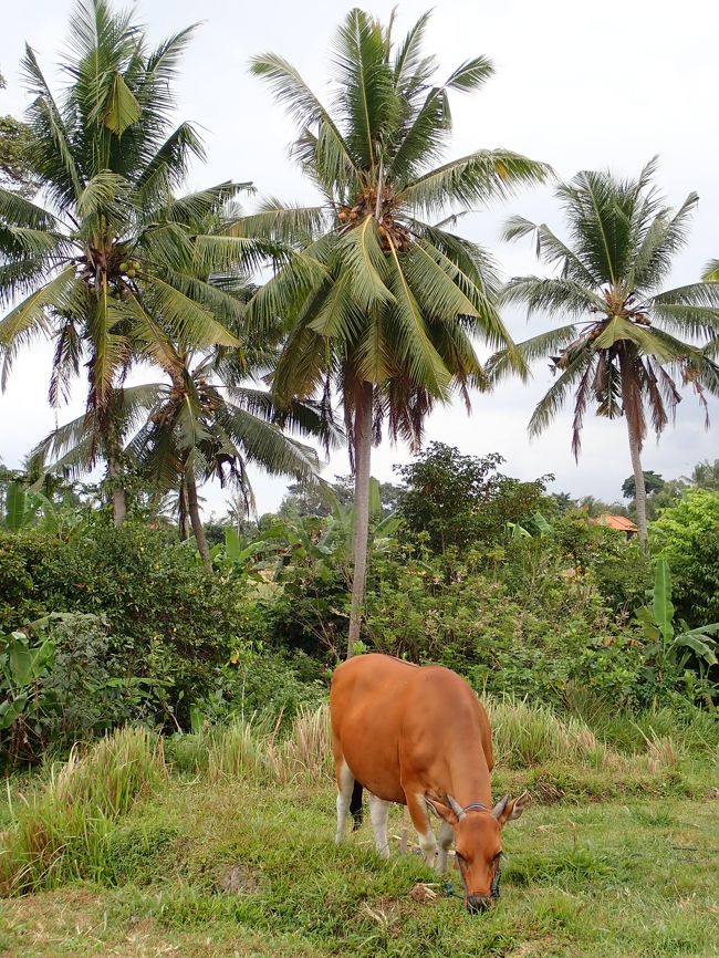 またウシちゃん。