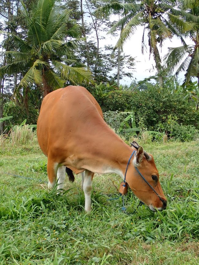 のどかで心がほぐれる～