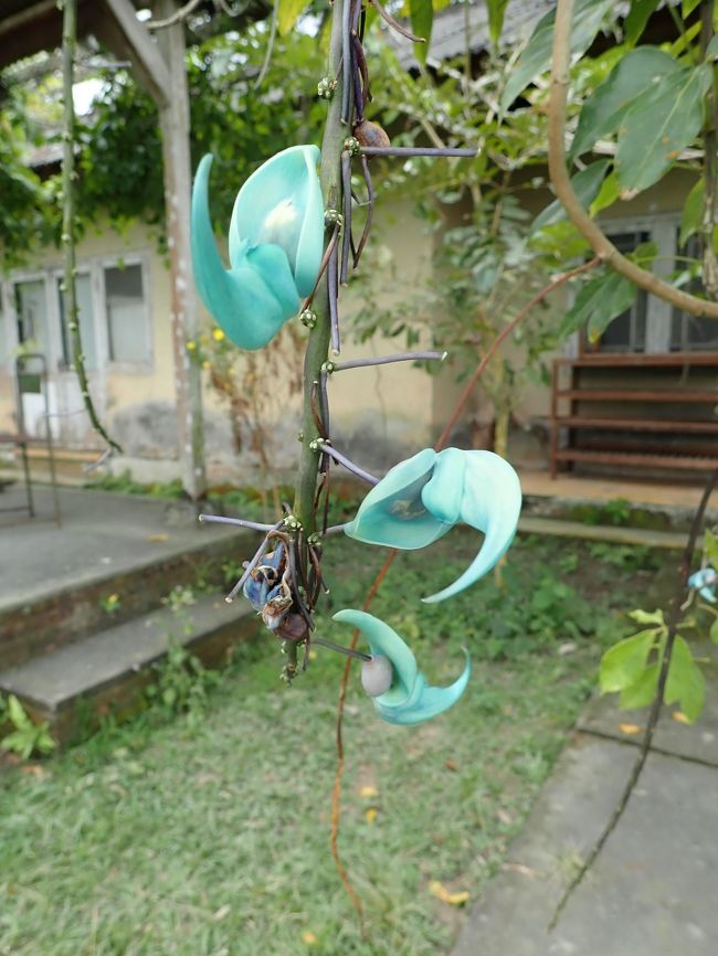 これはなんだろ？工房で石鹸を作ってる人はステキな景色で癒されていいなあ