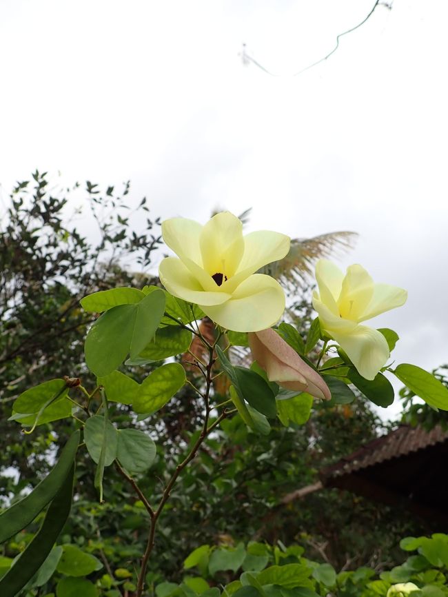 これで青空なら最高だけど、晴れたらお散歩も過酷なんだろうなあ