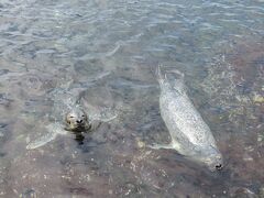 仙法志御崎公園では野生ではないが、アザラシの泳ぐ姿を見られた。