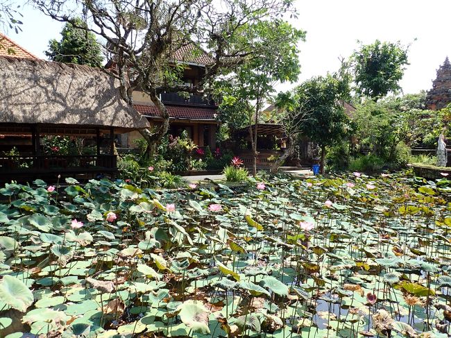 スタバを出たら裏の蓮池を眺めてお出かけ。蓮池はあと2週間早ければ綺麗だったかなあ？