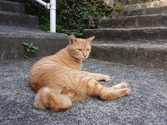 こいつはまさに猫なで声で獲物を狙うハンター
かも(笑)