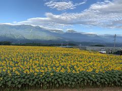 到着！！

大輪のヒマワリが、遠目には黄色い絨毯のようです。