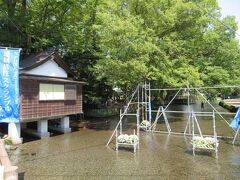 楽寿園のとなりが白滝公園。

ここも富士山の伏流水が豊富にみられる場所です。

1万年前の富士山噴火による溶岩流が止まった場所がこのあたり。
溶岩流の下を通ってくるフィルターされた地下水が、溶岩流が終わるこのあたりで湧き上がっているのだそうです。