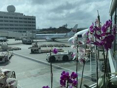 空港に向かう途中、ホテルに荷物を置き忘れていたことが分かり、タクシーで逆戻りしたりとバタバタでしたが、無事に那覇空港へ。
お盆時期のため、空港内はごった返していました。
午前便で羽田に帰ります。