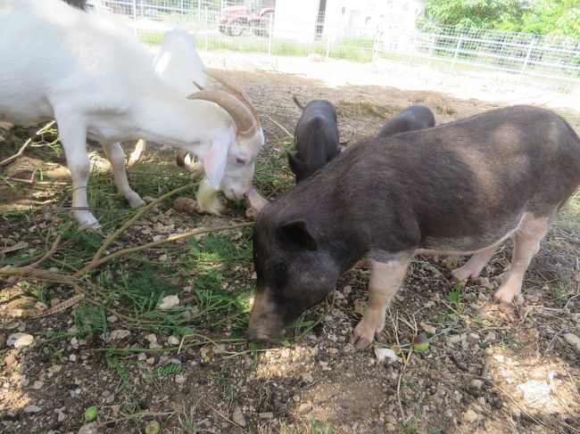 【閲覧注意】ヤギの股間に不審物発見!!アホが見るブタのケツ♪痩せたソクラテスよりも肥った豚♪2019年7月八重山・黒島8泊9日88