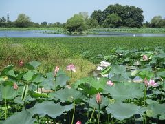 瓢湖水きん公園では蓮の花が咲いていました。