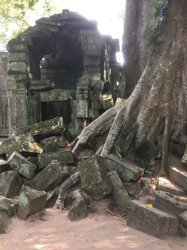 暑いので早めに切り上げてくれました。貸切でよかった。そこから少し車に乗り、タプロームに。ここは、遺跡として有名ですが、バオバブの木が、遺跡を壊していて、それがさらに幻想的です。
