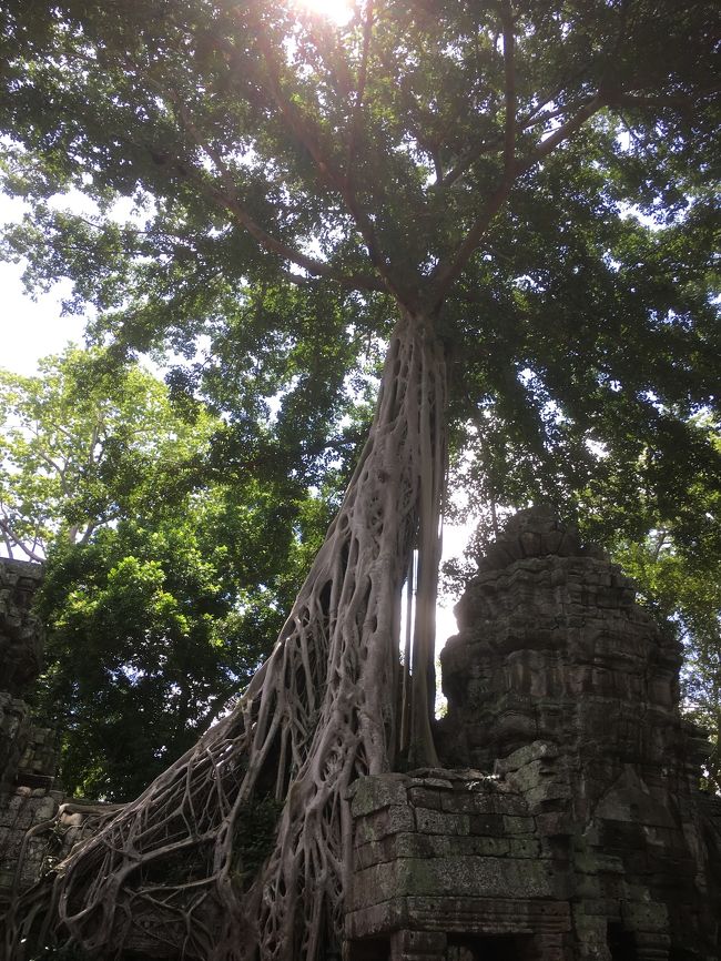 トゥームレイダーで有名なこの木は、バオバブではなく、バオバブに寄生する木が大きくなったようです。