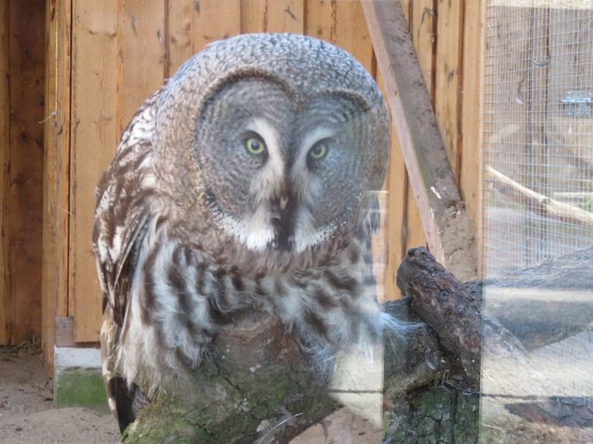 動物を見ているつもりでも見られているような