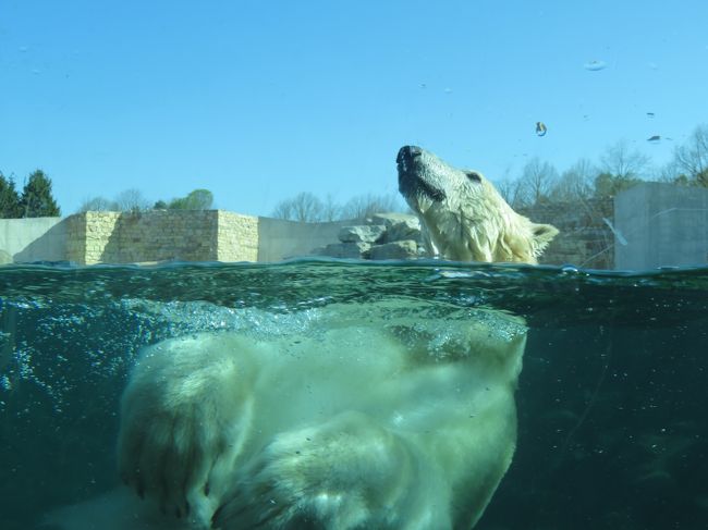 水槽で遊べば近くで見れて迫力あり！