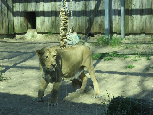 ライオンか遊具で遊んでた<br />どこの動物園でも寝てるイメージだったので、珍しいなって思ってしまった
