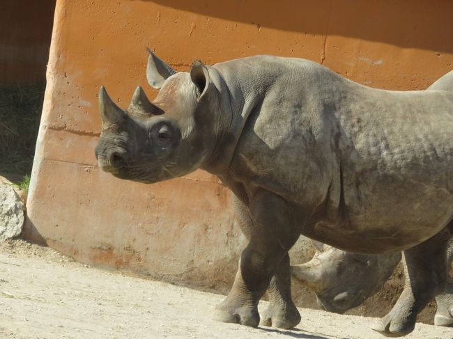 おだやかな表情にみえる