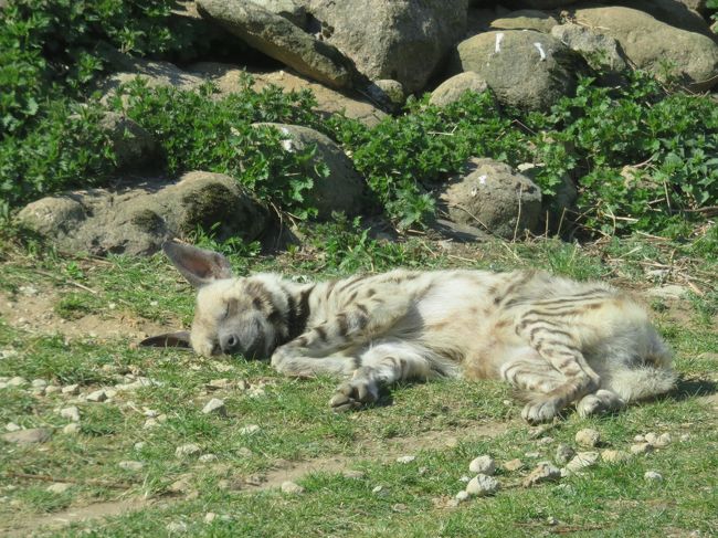 こちらはお昼寝中
