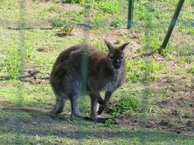 南からやってきたのかな？