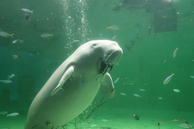 カーフェリーで楽々鳥羽水族館へ 鳥羽国際ホテル 鳥羽 三重県 の旅行記 ブログ By Ladyさん フォートラベル