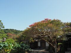 本覚寺　境内の百日紅　14:10頃

有人との待ち合わせまで、4時間近くあります。
先ずは、鎌倉駅にほど近い本覚寺からスタートします。
鎌倉でも指折りの百日紅の木です。