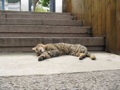 ＜青島＞　
小魚山公園のゲートの前の猫
毛がワイルドで、生きているのか死んでいるのか、わからないまま公園へ